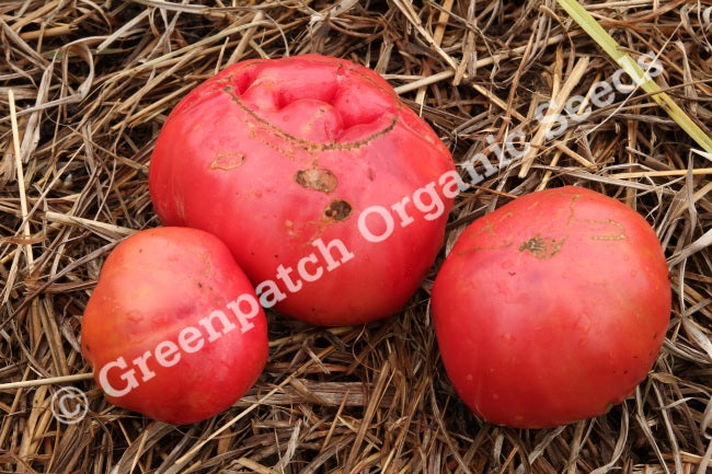 Tomato - Ponderosa Pink