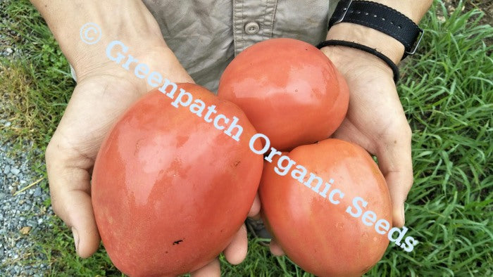 Tomato - Oxheart Large