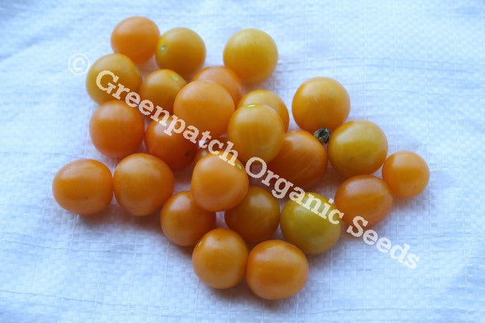 Tomato - Yellow Cherry Cocktail Plants