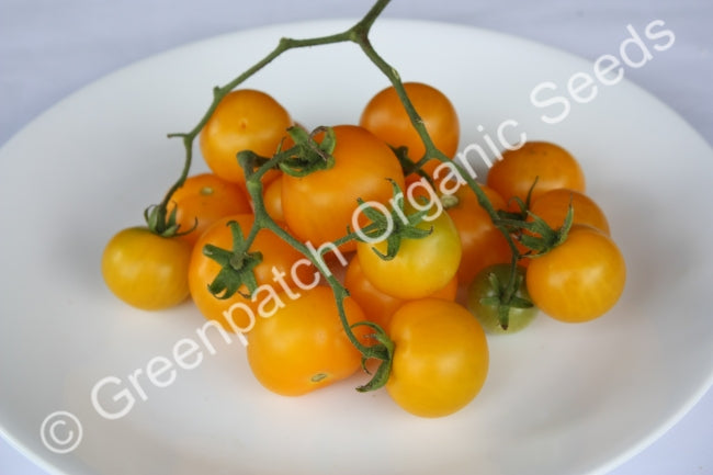 Tomato - Golden Sunrise