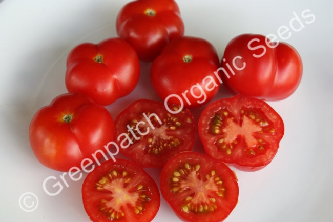 Tomato - Graf Zeppelin