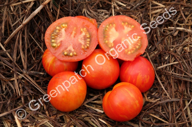 Tomato - Tigerella Plants