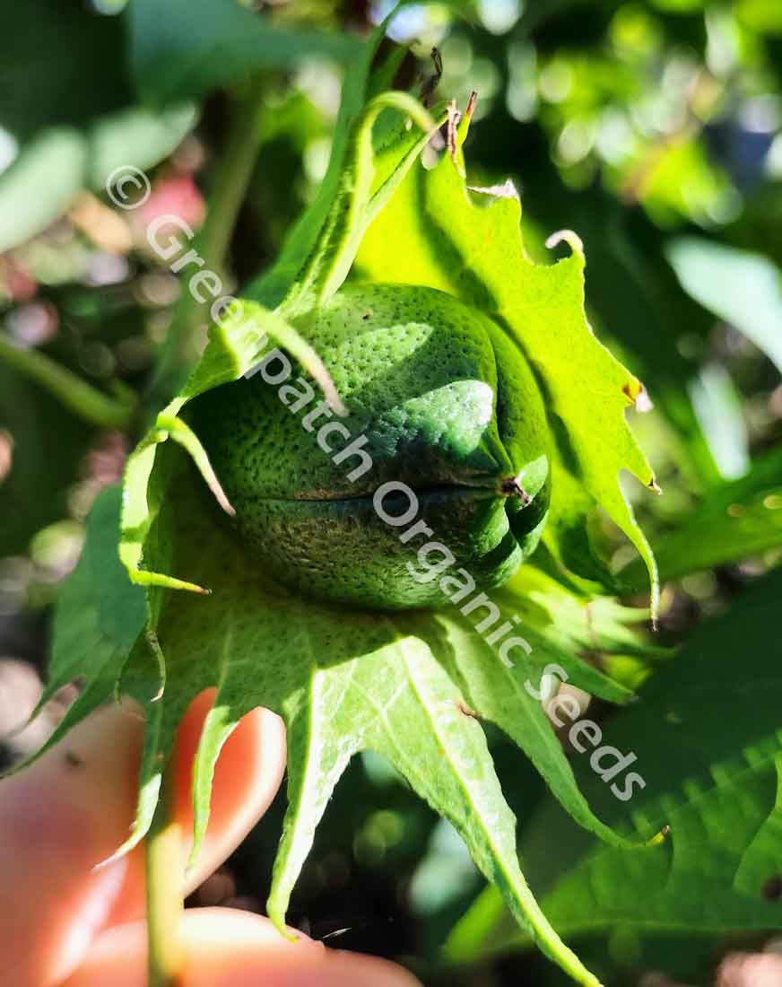 cotton plant seeds Tree Cotton Plants - NON GMO