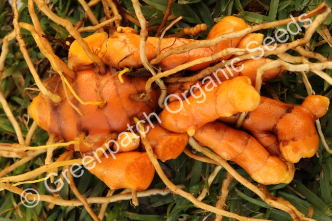 Turmeric Plants