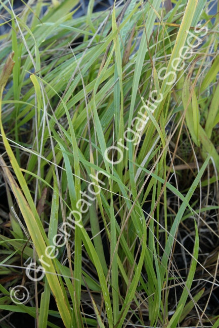 Vanilla Grass Plant