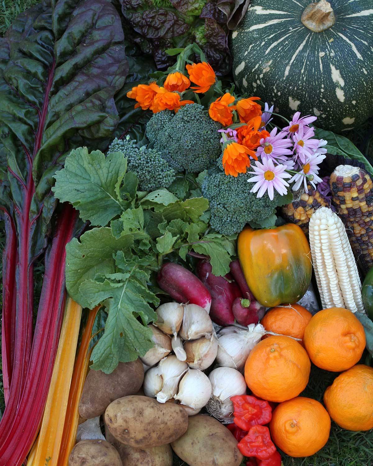 Greenpatch Veg Seeds