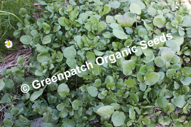 Watercress - Officinalis