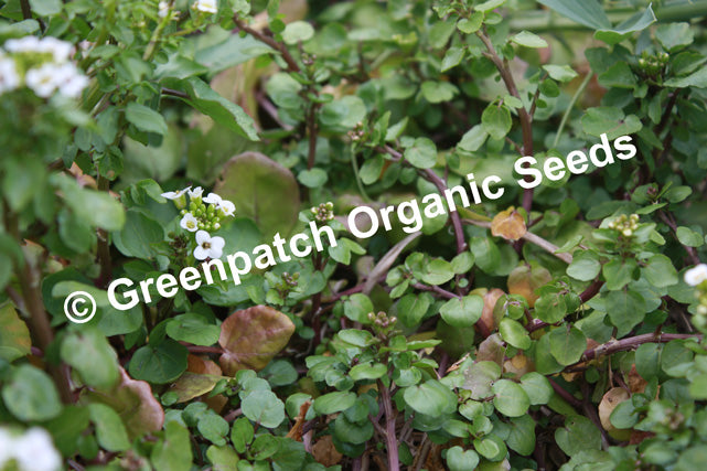 Watercress - Officinalis