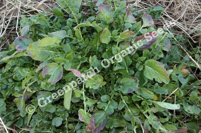 Watercress Seed