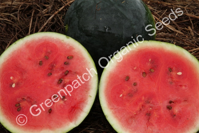 Watermelon Seed