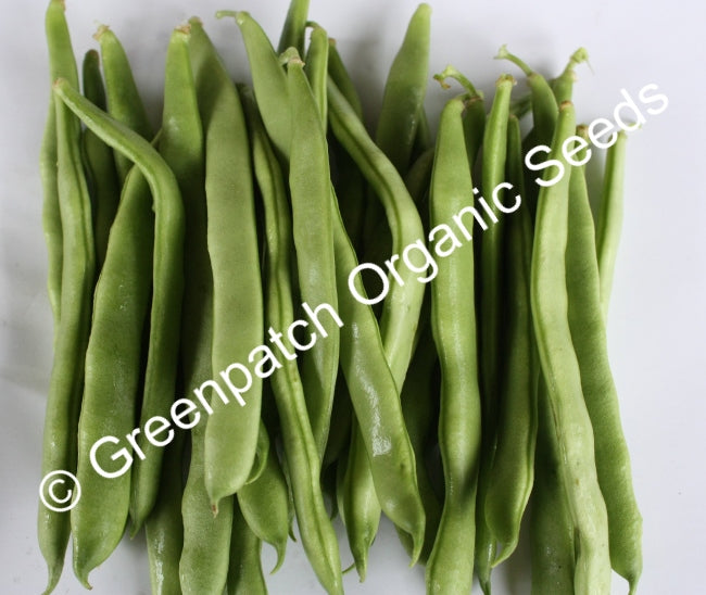 Bean Climbing - Wellington Wonder