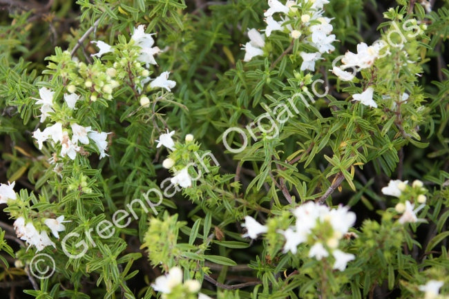 Winter Savoury Plant