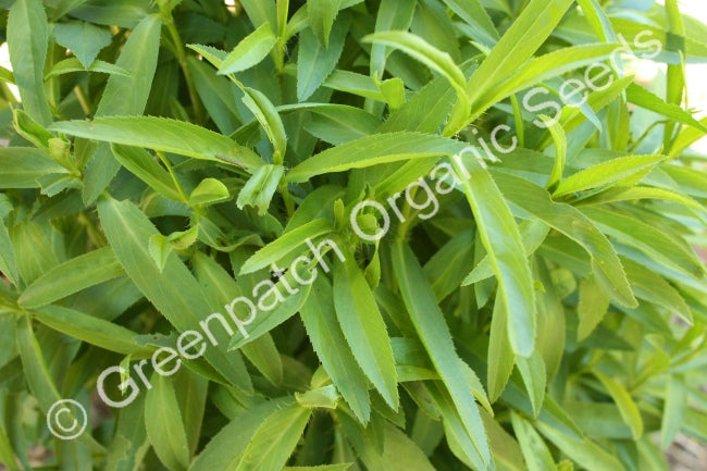 Tarragon - Winter Plant