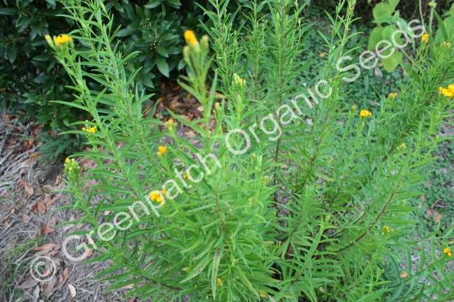 Tarragon - Winter Plant