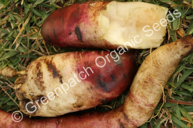 Yacon - Sweet Root Plant