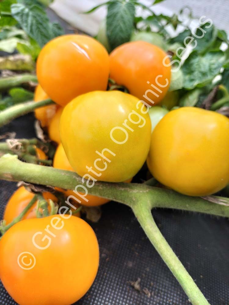 Tomato - Yantaryni