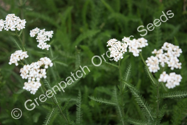 Yarrow Millefolium Plant