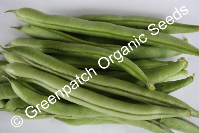 Bean Climbing - Zebra