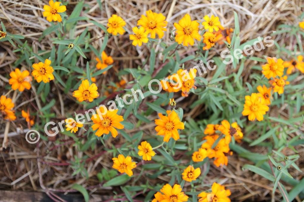 Zinnia Linearis Orange