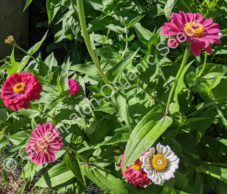 Zinnia Mixed Colours