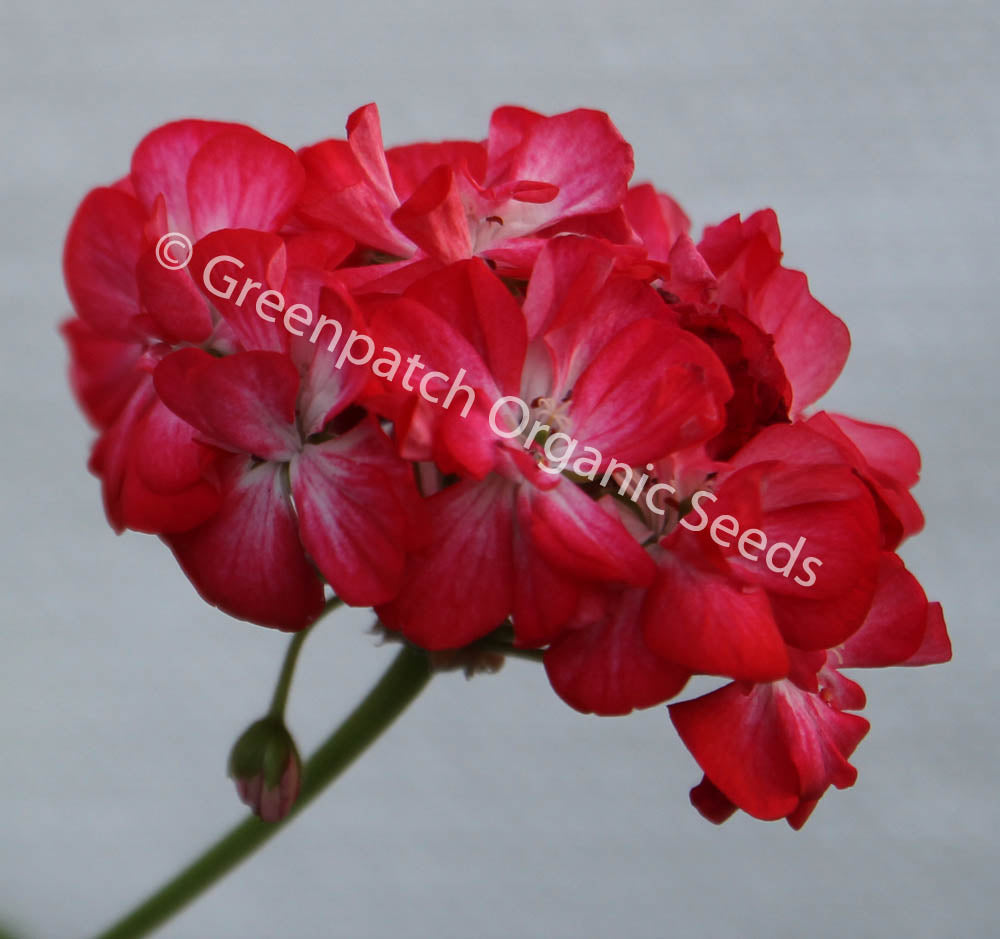 Geranium Zonal - Anita Warren