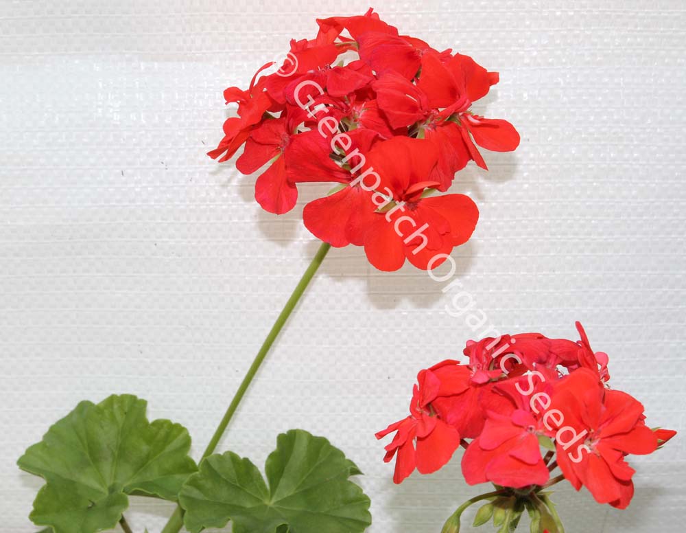 Geranium Ivy Hybrid - Antoin Crozy