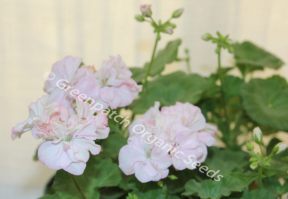 Geranium Zonal - Deacon Constancy