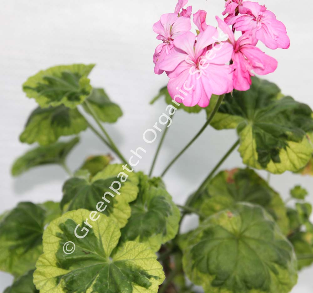 Geranium Zonal - Warraine