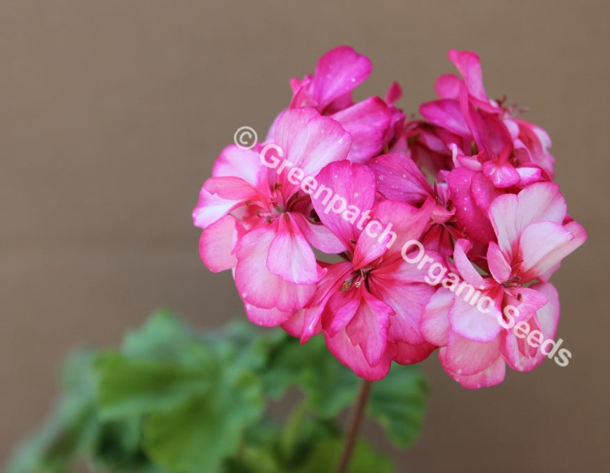 Geranium Zonal - Clearance Lines