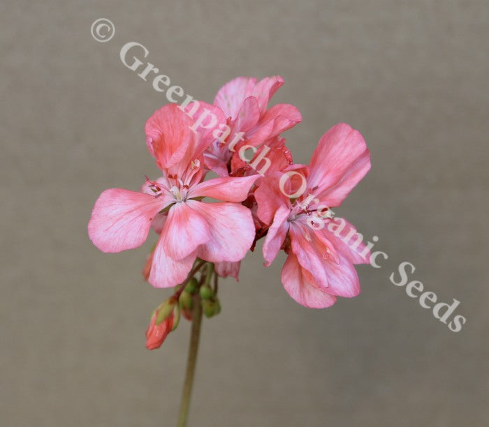 Geranium Zonal - Deacon Trousseau