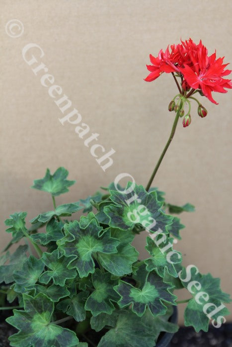 Geranium Zonal - Graffiti Red