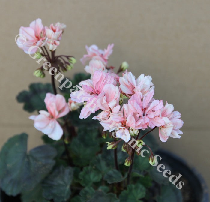 Geranium Zonal - Fancy Leaf Clearance Lines