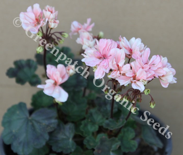 Geranium Zonal - Honeywood Suzanne