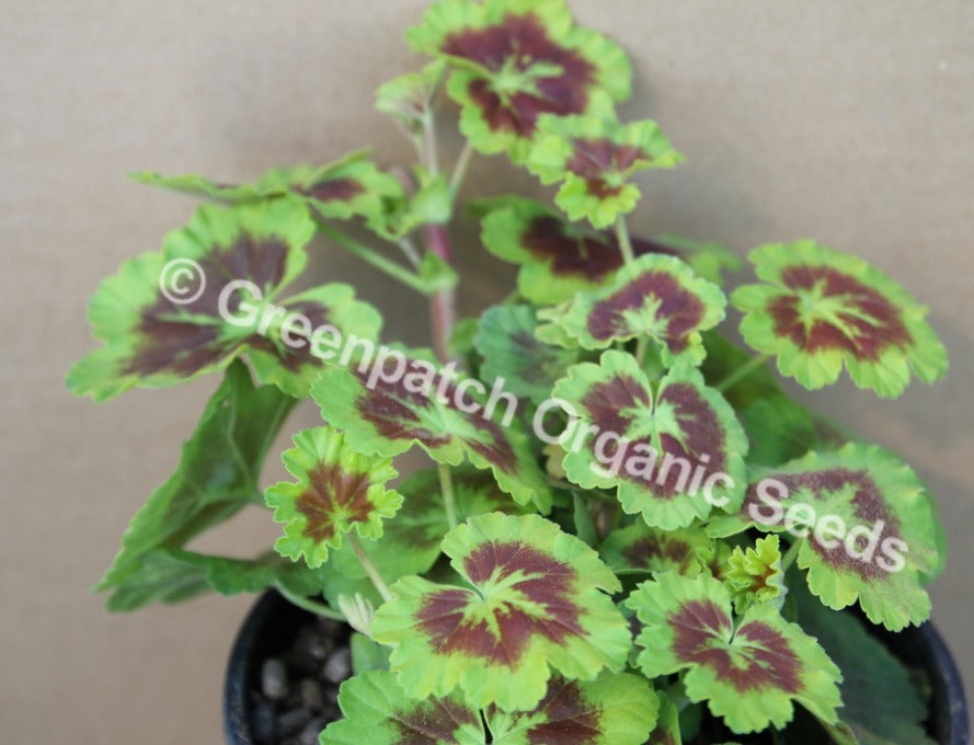 Geranium Zonal - M'Lady Ann