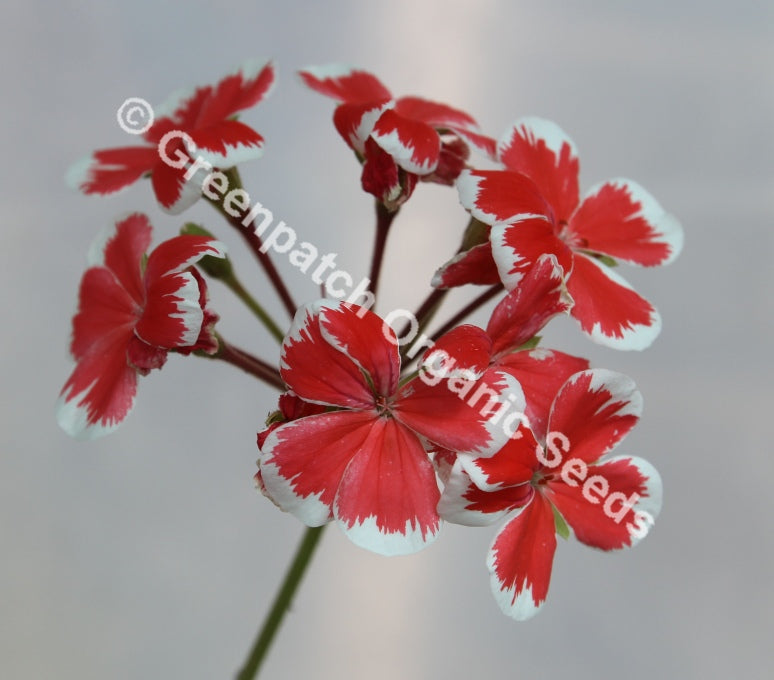 zonal geranium seeds Mr Wren Zonal Geranium Plants
