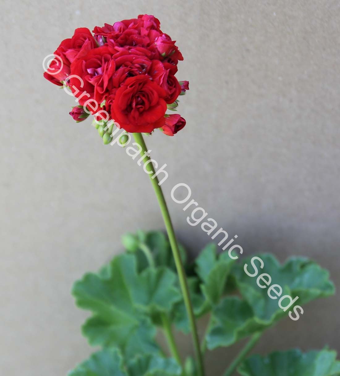 Geranium Zonal - Crimson Rosebud