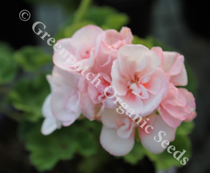 Geranium Zonal - Edwards Blanche