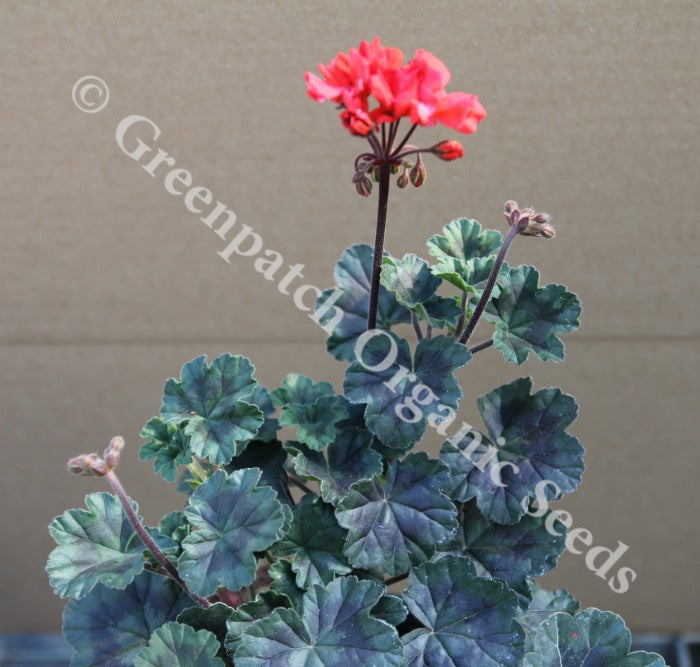 fancy leaf geranium seeds Black Opal Zonal Fancy Leaf Geranium Plants