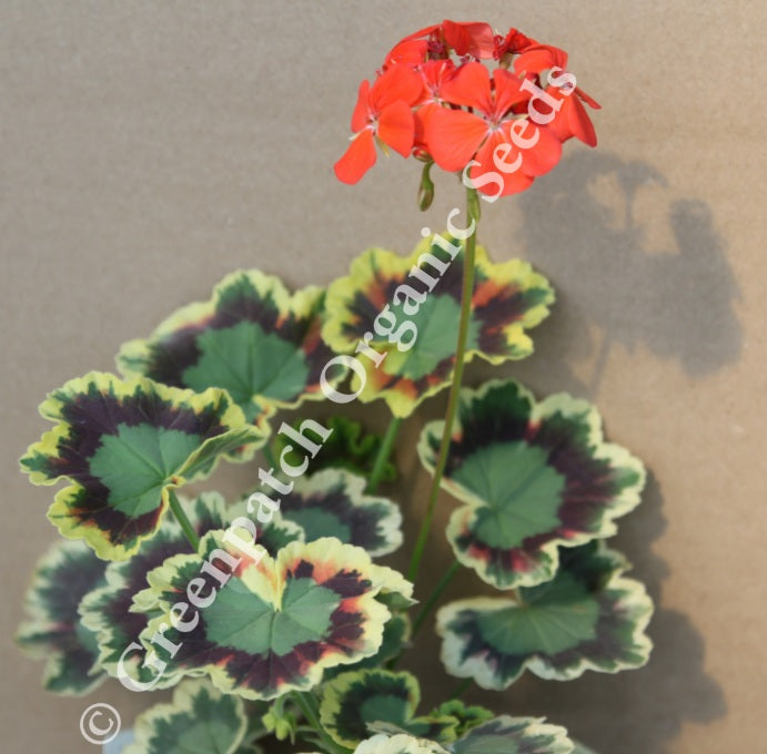 fancy leaf geranium seeds Golden Tricolour Fancy Leaf Zonal Geranium Plants