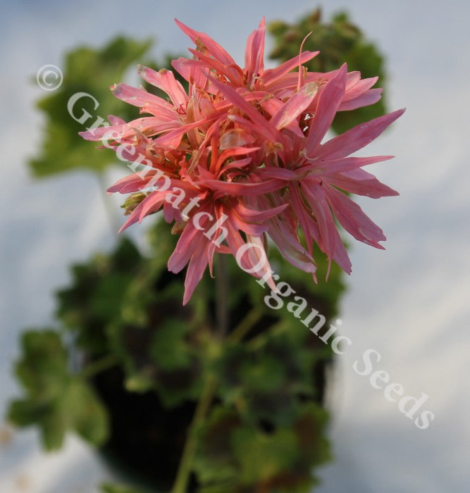 Geranium Zonal - Graffiti Pink