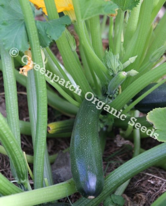 Zucchini Seed