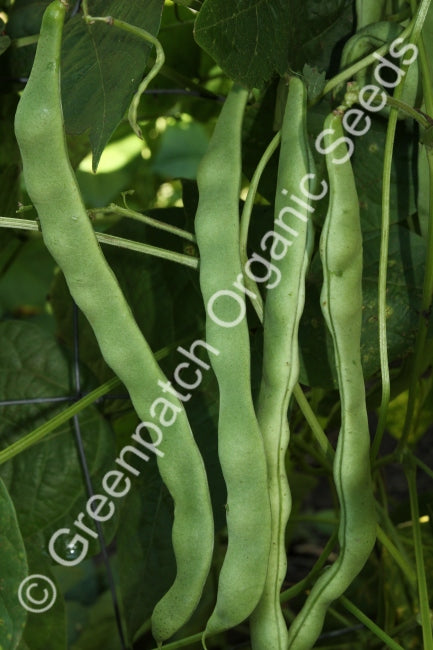 Bush Bean Fredrico Seeds