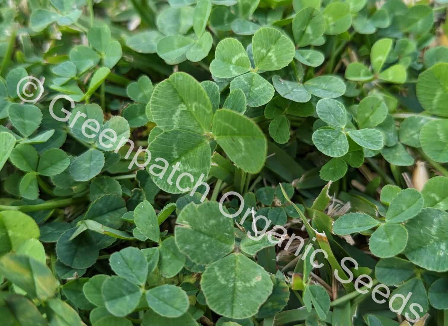 Clover Seed