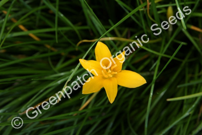 Crocus - Yellow