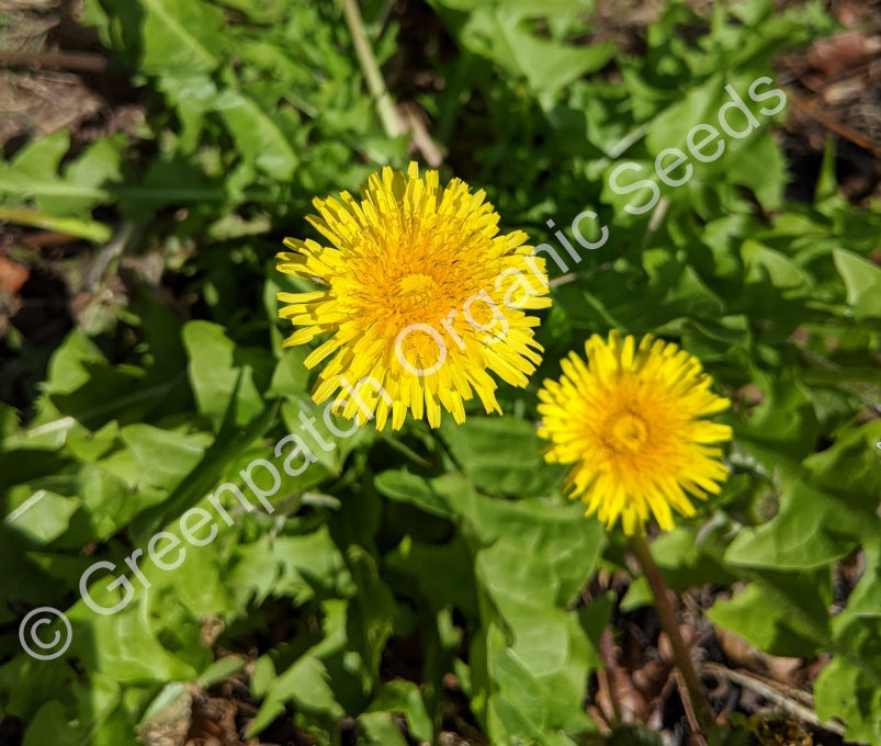 Dandelion Plant