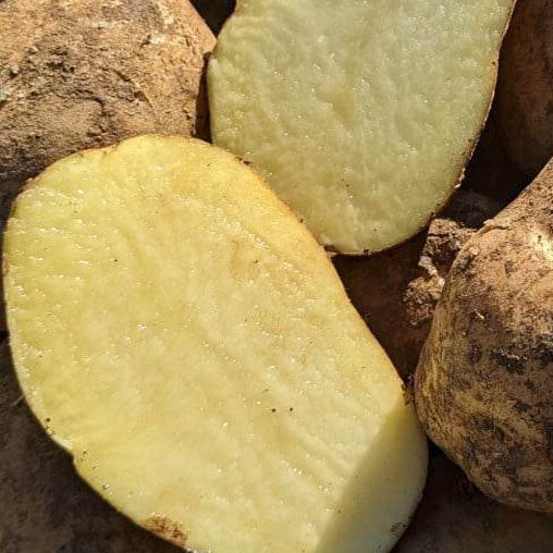 Potato - Dutch Cream