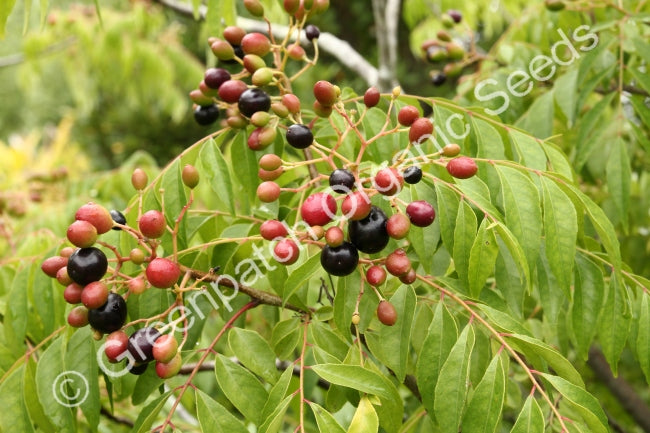 Indian Curry Tree Plant