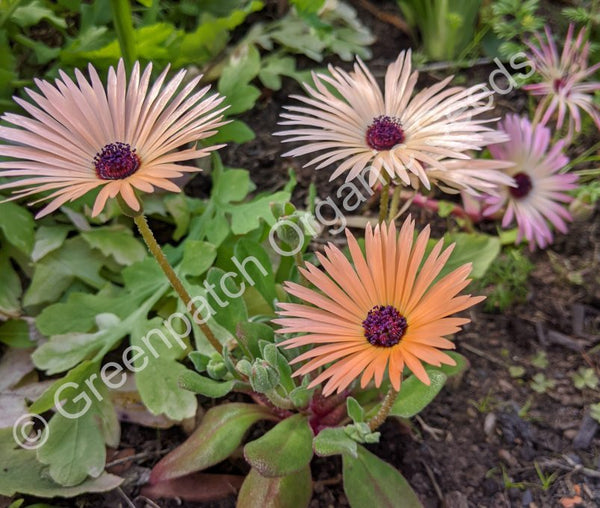 livingstone daisy succulent Livingstone Daisy Seed
