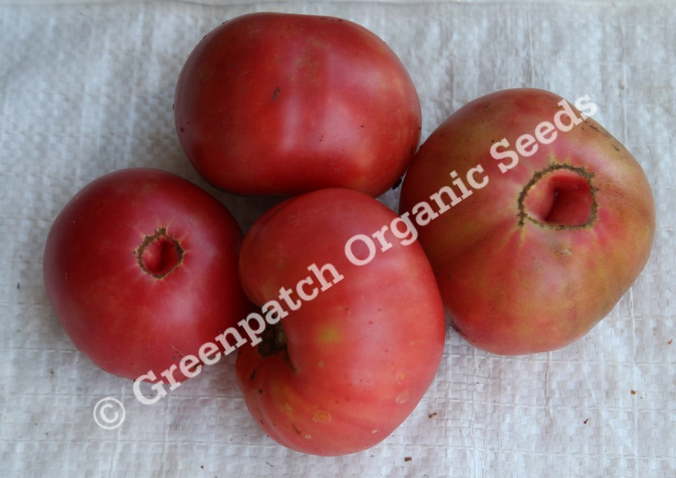 Tomato - Mortgage Lifter Plants