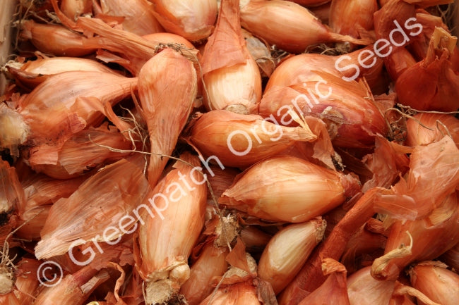 Potato Onion - Golden Brown